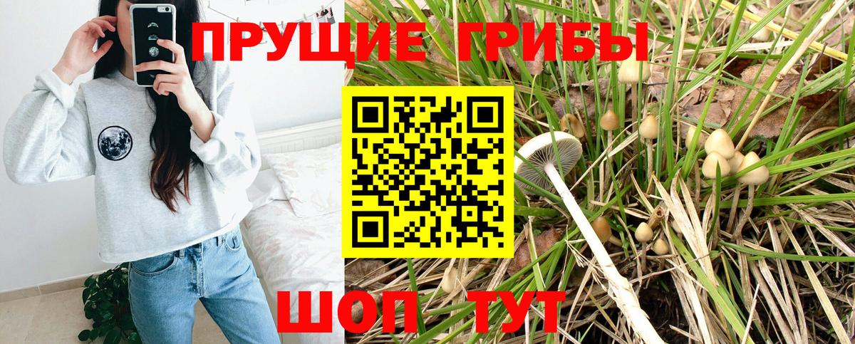 Псилоцибиновые грибы Psilocybine cubensis Тверь